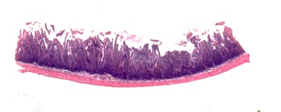 Pacific Image PrimeHisto XE. Microscope & Histology Slide Scanner. Manual Microscope Slide Scanning. 10000 dpi/48-bit Output. 3.9 Dynamic Range. Mac/Pc.