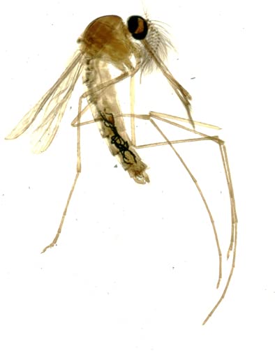 Pacific Image PrimeHisto XE. Microscope & Histology Slide Scanner. Manual Microscope Slide Scanning. 10000 dpi/48-bit Output. 3.9 Dynamic Range. Mac/Pc.