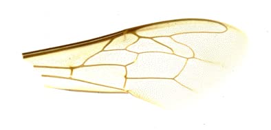 Pacific Image PrimeHisto XE. Microscope & Histology Slide Scanner. Manual Microscope Slide Scanning. 10000 dpi/48-bit Output. 3.9 Dynamic Range. Mac/Pc.